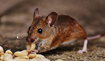 24 Hour & Emergency Exterminators in Moselem Springs, PA